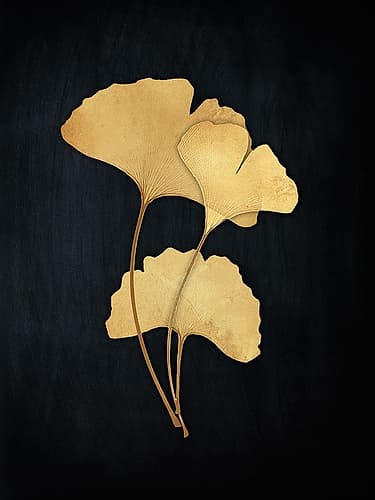 Midas Ginkgo 2 Art Print