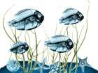 Aquatic Home 1 Art Print