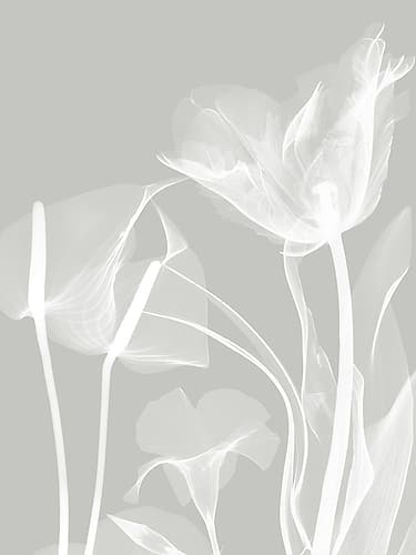 Gray Flora 1 Art Print