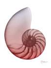 Coral Snail 4 Art Print