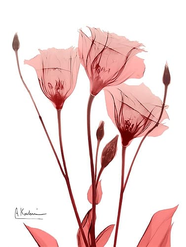 Marvelous Gentian 1 Art Print