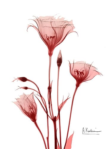 Marvelous Gentian 2 Minimalist Print