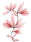 Coral Wonder 1 Botanical Print