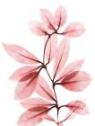 Coral Wonder 2 Botanical Print