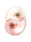 Sunset Shell 1 Art Print