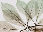 Earthy Magnolia Botanical Print