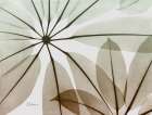 Earthy Brassai Botanical Print