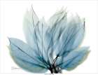 Focused Ficus Virens Botanical Print