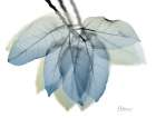 Focused Ficus Burkey Botanical Print