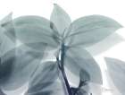 Lustful Focus Botanical Print