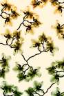 Peeking Foliage 3 Art Print