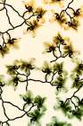Peeking Foliage 4 Art Print