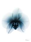 Glacial Orchid 1 RC Art Print