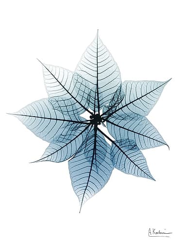 Iced Poinsettia 1 RC Art Print