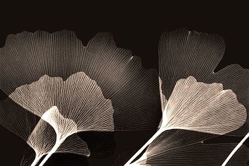 Chocolate Ginko Art Print