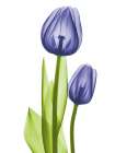 Blue Iris Coupled Friends Art Print