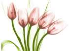 Coral Marching Tulips Art Print