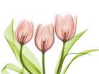 Coral Grouped Tulips Art Print