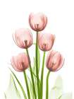 Coral Tulip Tower H27 Art Print