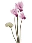 Delightful Cyclamen H11 Art Print