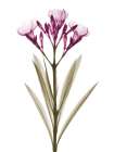 Delightful Oleander A57 Art Print