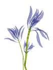 Leucadendron E93 Art Print