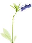 Rowdy Lily Of The Vally Bush H07 Art Print