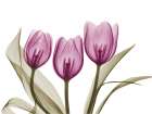 Vibrant Grouped Tulips Art Print