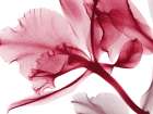 Luminescent Poetry 1 Art Print