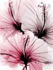 Bright Floral Abstract 1 Art Print