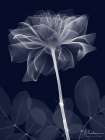 Indigo Rose Dynasty 2 Art Print
