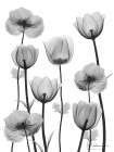 Exclusive Contentment 1 Black & White Print