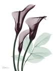 Cherry Calla Lilly Trio K1 Art Print