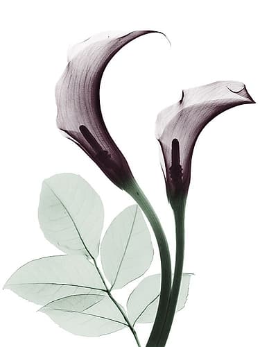 Cherry Calla Lilly Duo Art Print