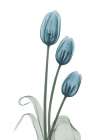 Retro Blue Tulips 1 Art Print