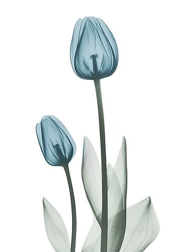Retro Blue Tulips 2 Art Print