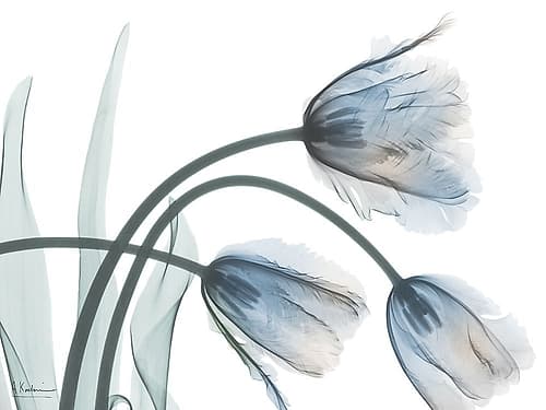 Iced Bloom 1 Art Print