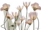 Blooms In Dusk Art Print