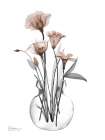 Thundering Mocha Bloom 1 Art Print
