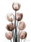 Delightful Mocha Tulips 1 Art Print
