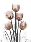 Delightful Mocha Tulips 2 Art Print