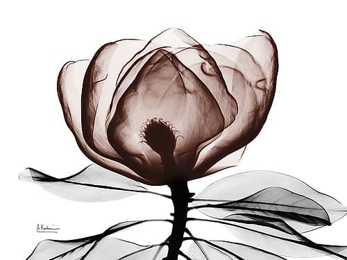 Mocha Magnolia 1 Art Print