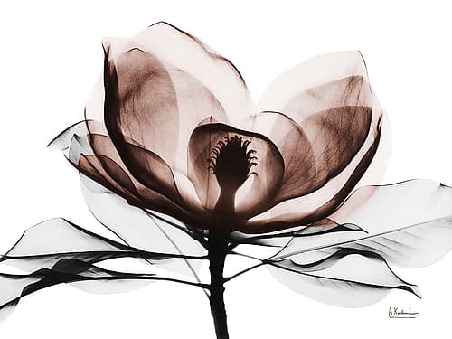 Mocha Magnolia 2 Art Print