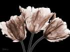 Desired Mocha Tulips 1 V2 Art Print