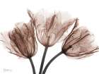 Desired Mocha Tulips 1 Art Print