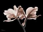 Delicious Mocha Orchids 1 V2 Art Print