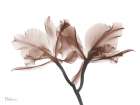 Delicious Mocha Orchids 1 Art Print