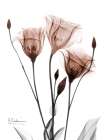 Mocha Gentian 1 Art Print