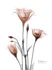Mocha Gentian 2 Art Print