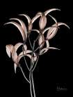 Mocha Oleander Bush 1 V2 Art Print